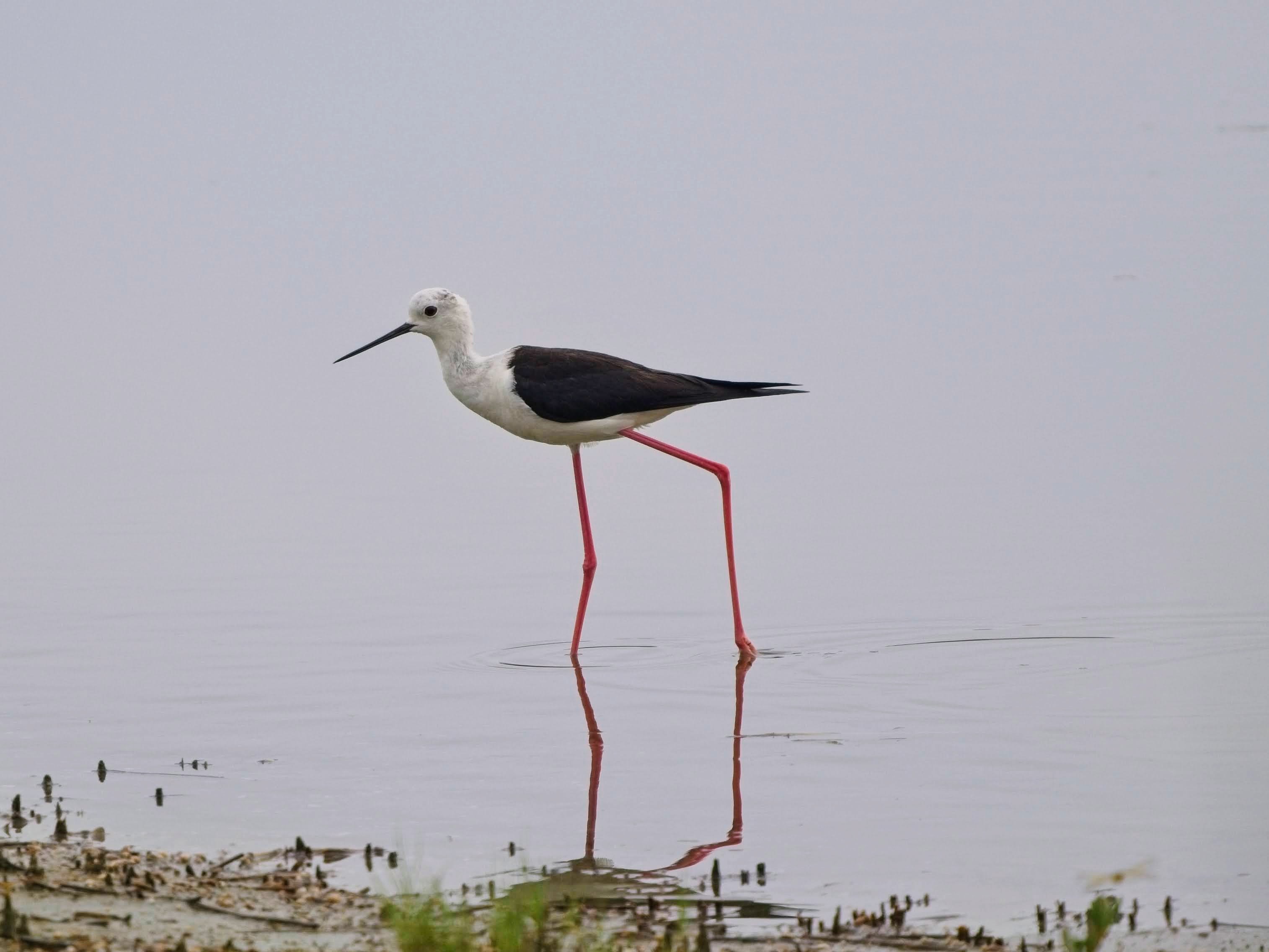 Black-winged Stilt