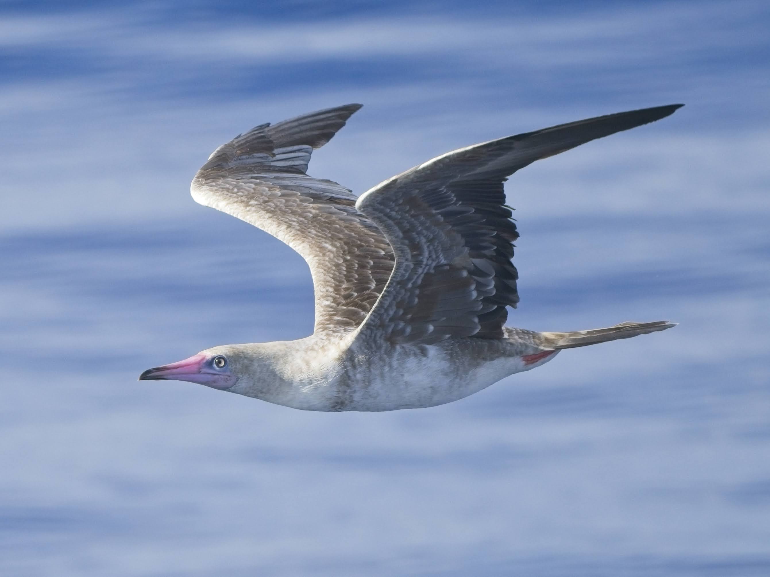 Red-footed Booby