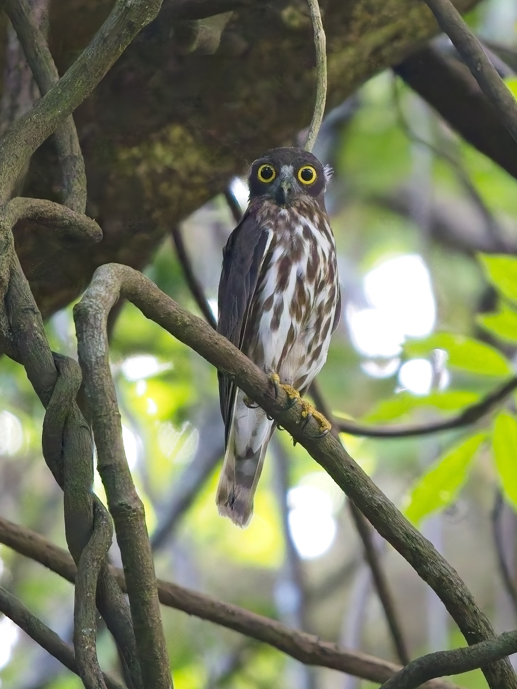 Northern Boobook