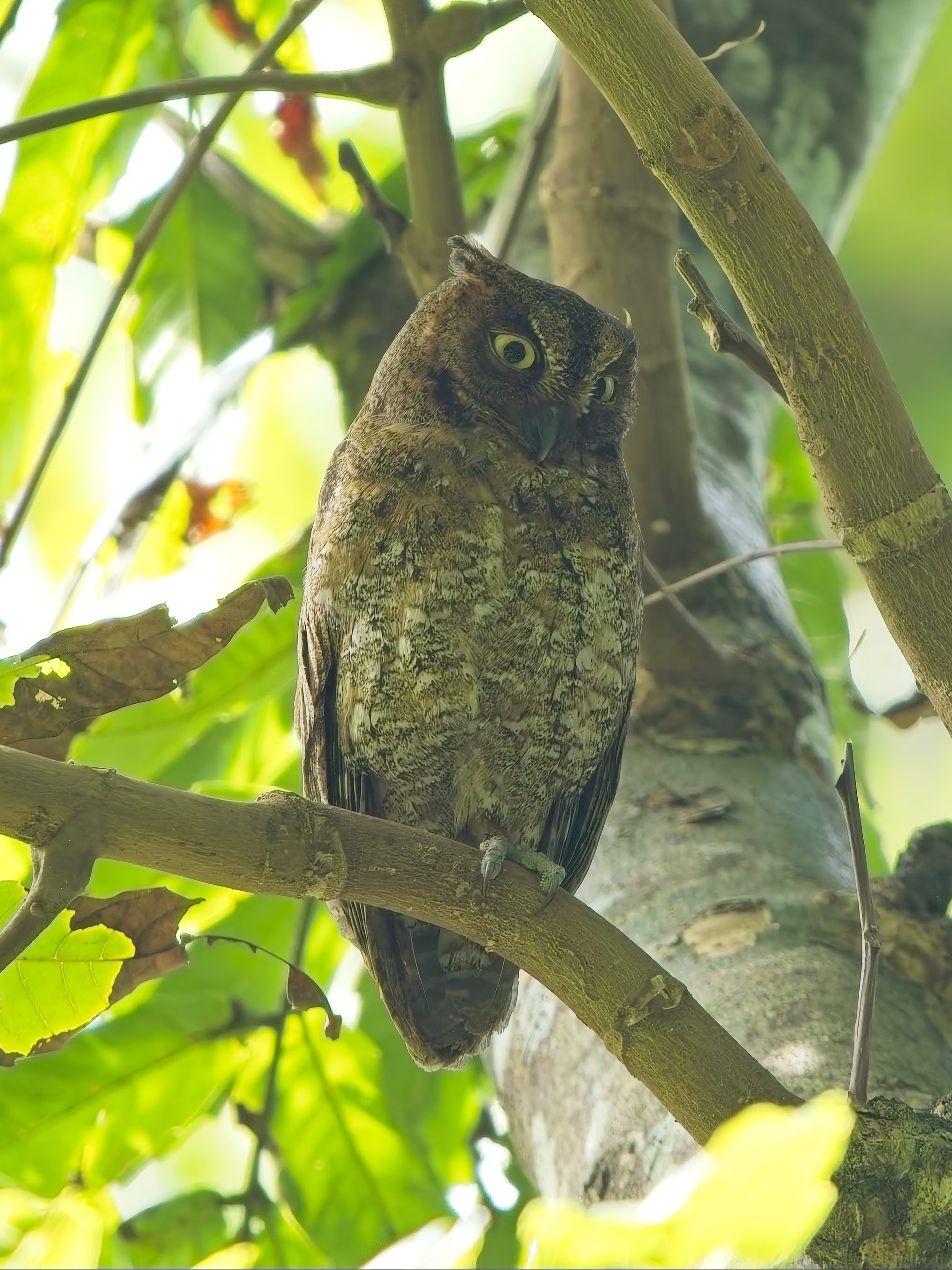 Ryukyu Scops-Owl (Lanyu Scops-Owl)