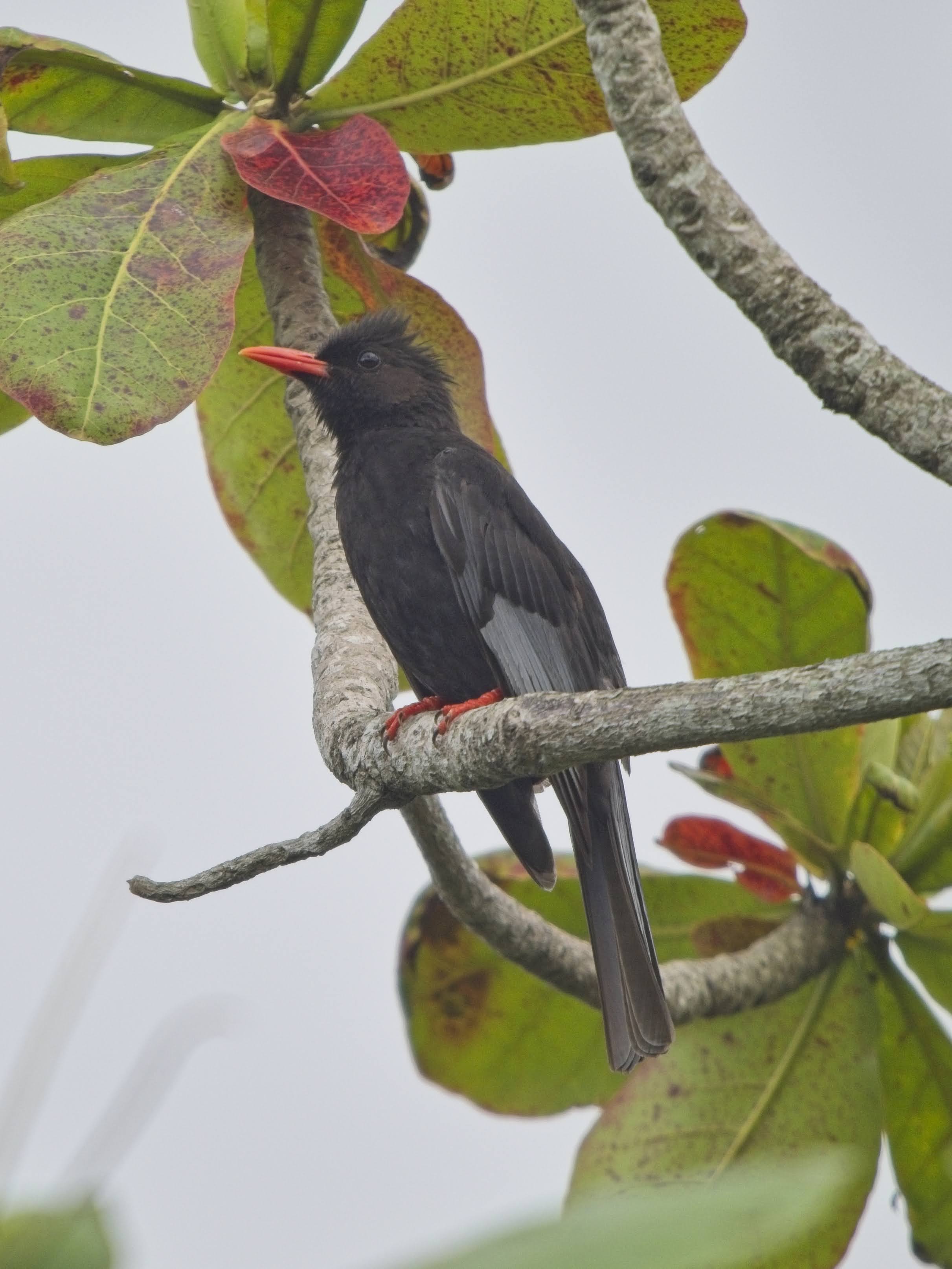 Black Bulbul