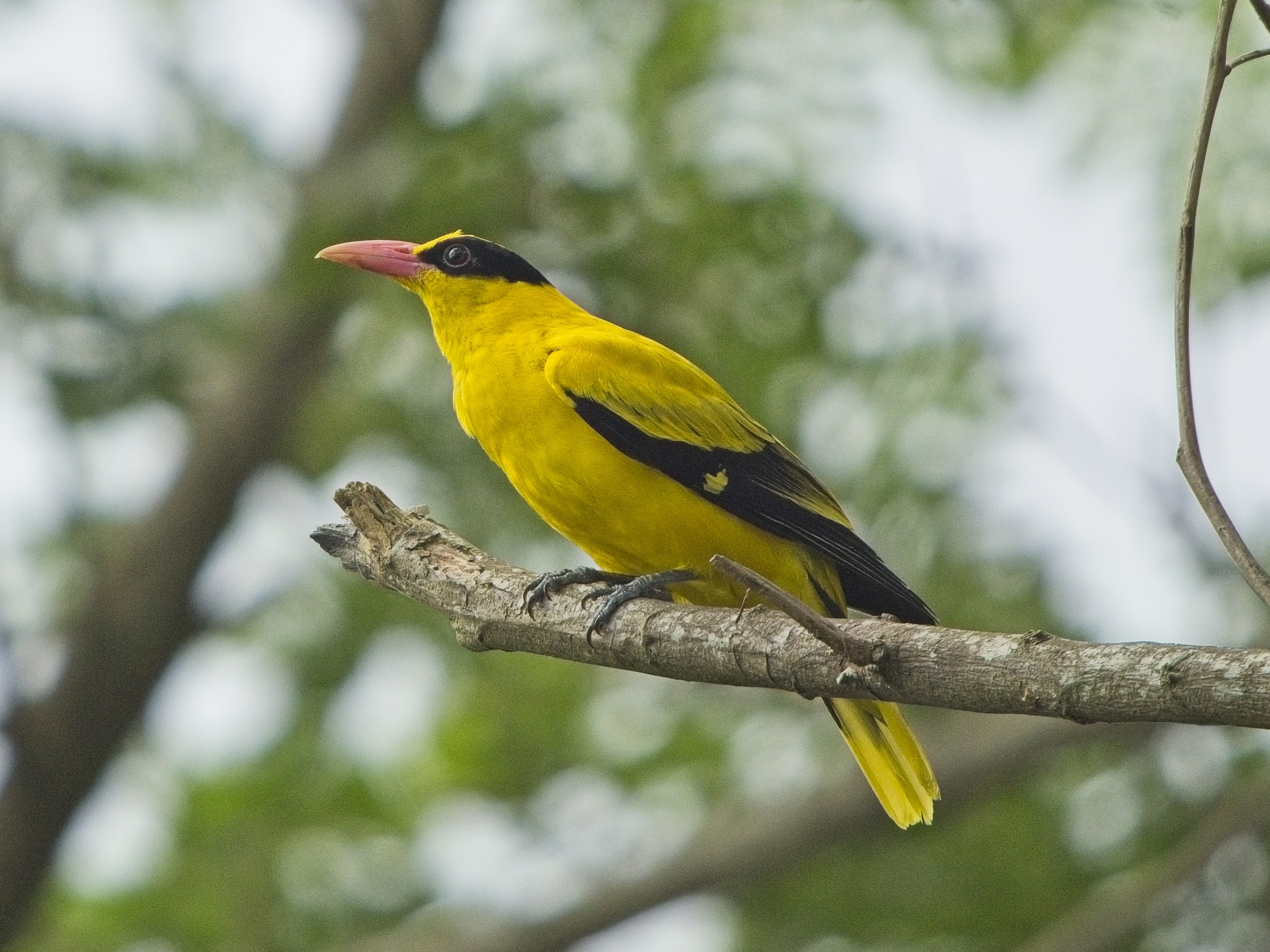 Black-naped Oriole